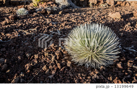 Silversword at Haleakala, Maui 13199649