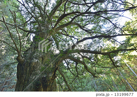 西平のカヤ-8 西平のカヤ-8 13199677