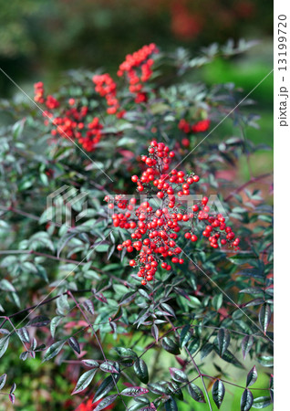 南天の赤い実-3 13199720