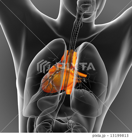 3d render medical illustration of the human heart 13199813