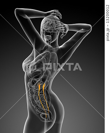 3d render medical illustration of the ureter 13200012