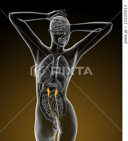3d render medical illustration of the ureter 13200013