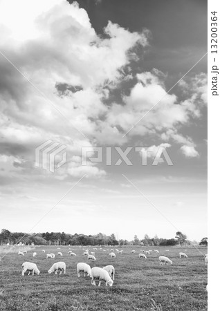 羊（モノクロ） 13200364