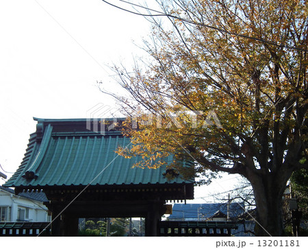 妙本寺　鎌倉 13201181