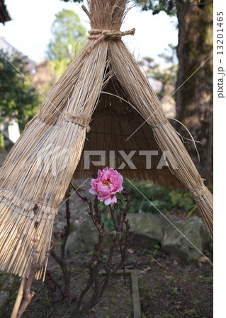 寒牡丹（石光寺） 13201465