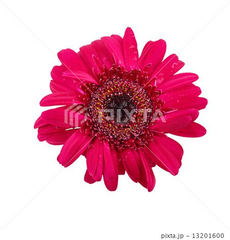 Gerbera flower with water drop isolated on white background Gerbera flower with water drop isolated on white background 13201600