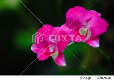 日陰に咲くオーキッド 13202630