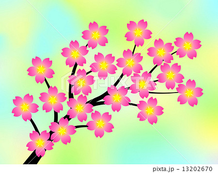桜の花 13202670
