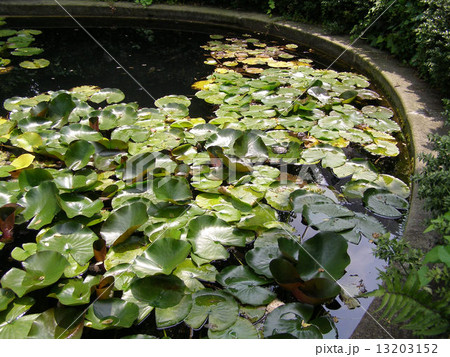 Water lily Nimphaea 13203152