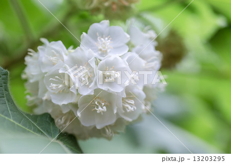 ドンベヤ・チリアケア ドンベヤ・チリアケア 13203295