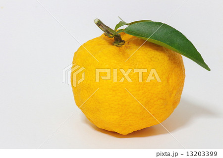 ゆず ゆず 13203399