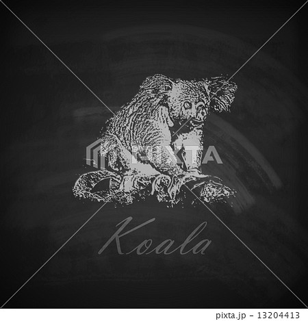 vector illustration of a chalk koala bear on the blackboard texture vector illustration of a chalk koala bear on the blackboard texture 13204413