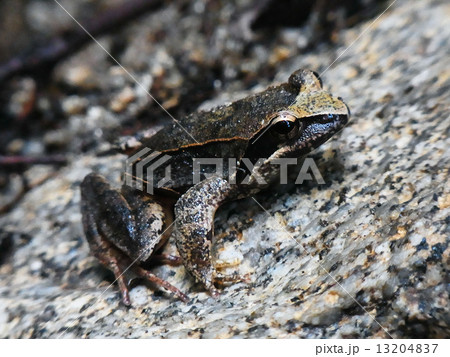 タゴガエル タゴガエル 13204837