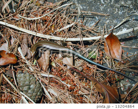 ニホントカゲ ニホントカゲ 13204864