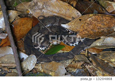 ニホンマムシ ニホンマムシ 13204868
