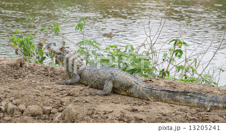Yacare Caiman with closed jaws on a sandbank in Pantanal Yacare Caiman with closed jaws on a sandbank in Pantanal 13205241