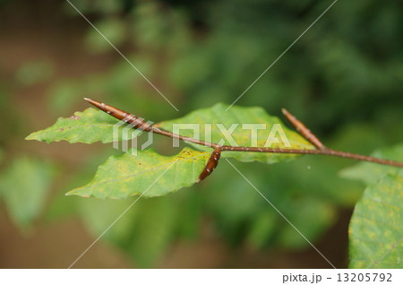 ブナ 橅 椈 シロブナ Fagus crenata ブナ 橅 椈 シロブナ Fagus crenata 13205792