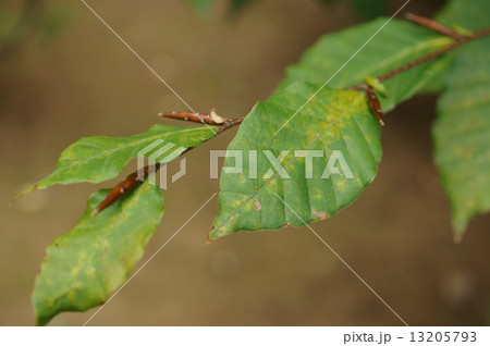 ブナ 橅 椈 シロブナ Fagus crenata ブナ 橅 椈 シロブナ Fagus crenata 13205793
