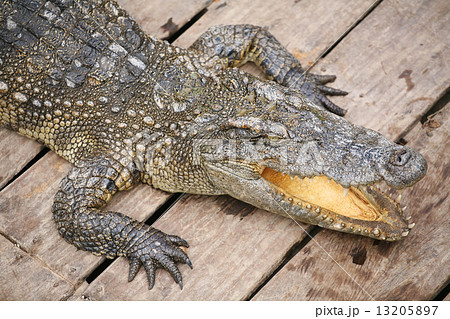 Crocodile baring mouth 13205897