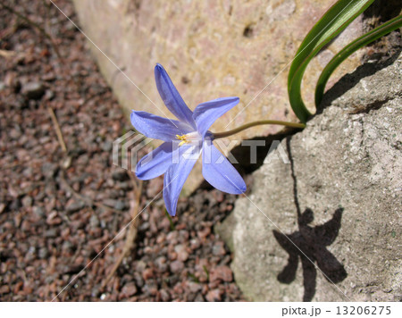 Chionodoxa, growing among rocks 13206275