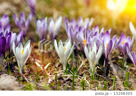 crocuses crocuses 13206305