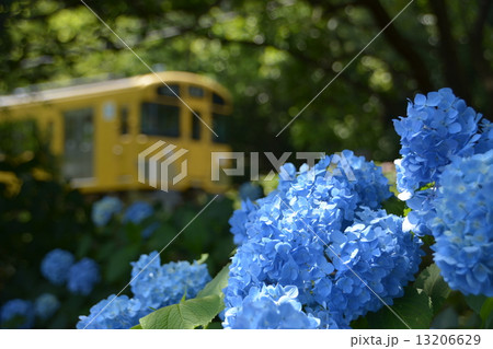 あじさいの花が咲く風景 あじさいの花が咲く風景 13206629