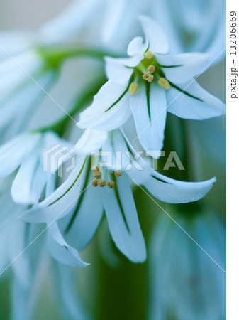 アリウム トリケトラムの写真素材