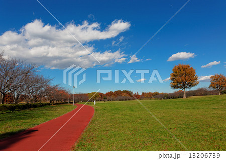 みさと公園の紅葉と青空 みさと公園の紅葉と青空 13206739