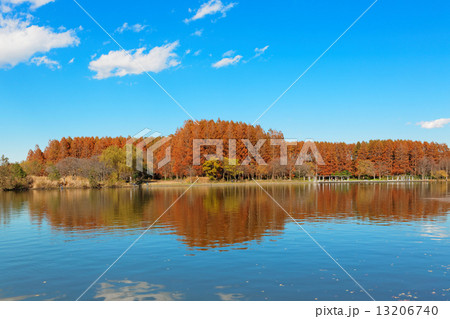 水元公園のメタセコイアの森と湖面に映える景観 水元公園のメタセコイアの森と湖面に映える景観 13206740
