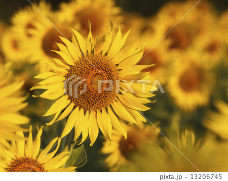close up of yellow sunflowers blooming in field with beautiful l 13206745