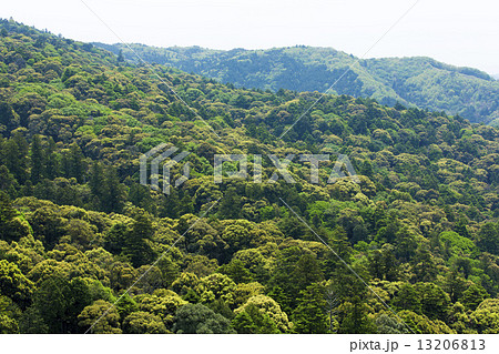 世界遺産の春日山原始林 13206813