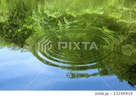 新緑が映る水面 13206819