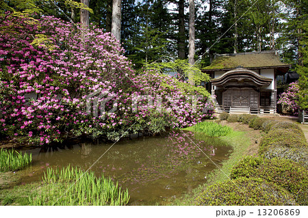 シャクナゲ咲く高野山金剛峯寺の写真素材