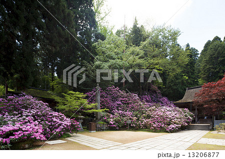 世界遺産高野山金剛三味院のシャクナゲ 13206877