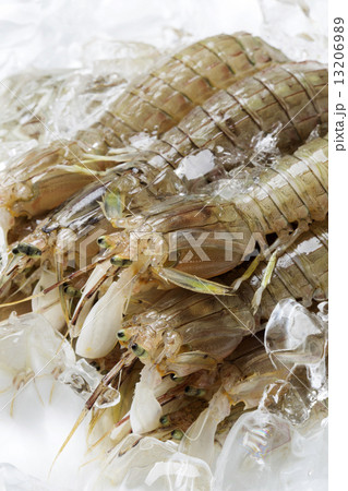 しゃこえび 13206989