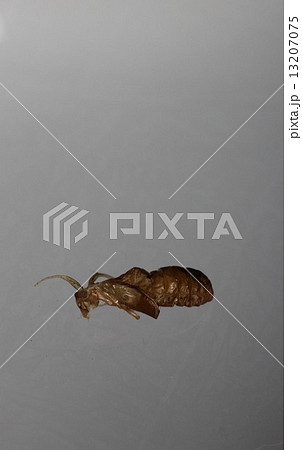 ヒロヘリアオイラガの抜け殻05 ヒロヘリアオイラガの抜け殻05 13207075