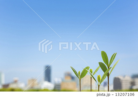 新芽と都会の街並み 13207106