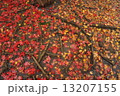 落葉 13207155