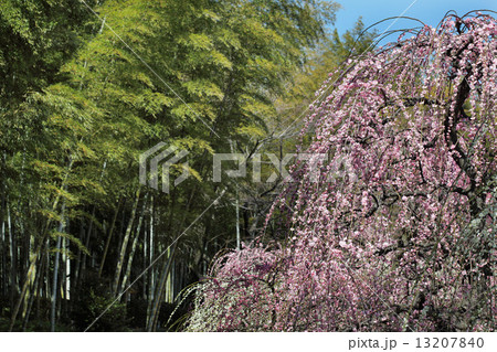 名古屋市農業センターのしだれ梅まつりと竹林 名古屋市農業センターのしだれ梅まつりと竹林 13207840