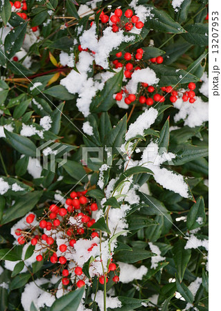 ナンテン 13207953