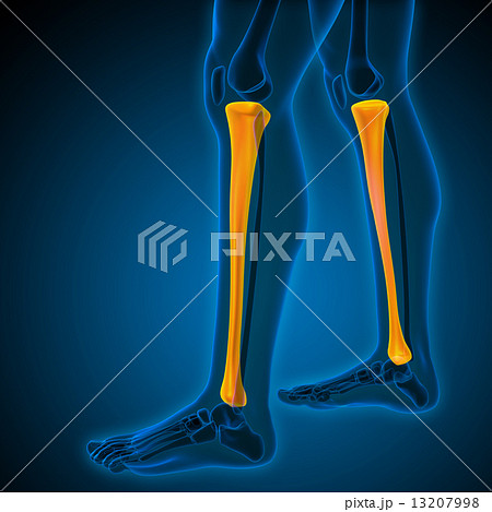 3d render medical illustration of the tibia 13207998
