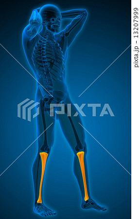 3d render medical illustration of the tibia 13207999