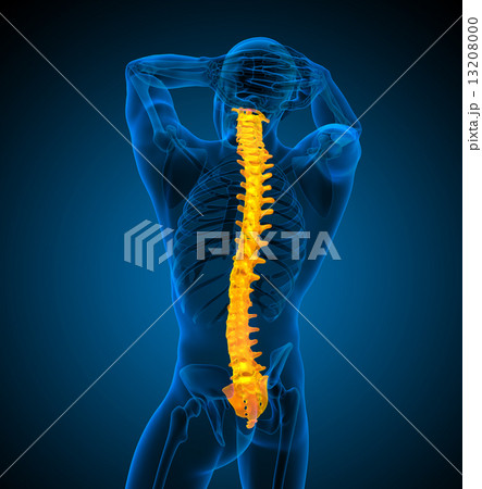 3d render medical illustration of the human spine 13208000