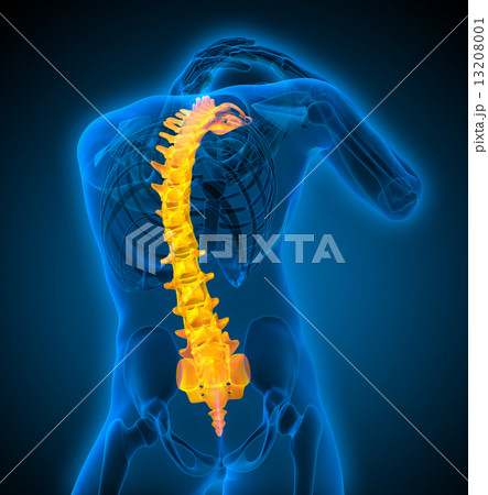 3d render medical illustration of the human spine 13208001
