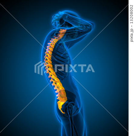 3d render medical illustration of the human spine 13208002