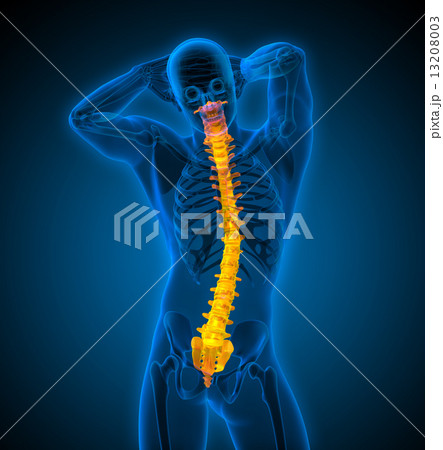 3d render medical illustration of the human spine 13208003