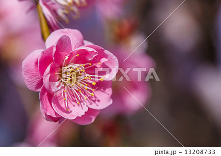 枝垂れ梅 枝垂れ梅 13208733