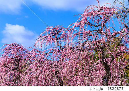 枝垂れ梅 枝垂れ梅 13208734