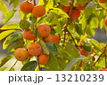 柿 13210239