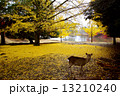 黄葉と鹿 13210240